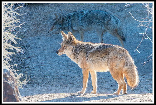 Coyote • <a style="font-size:0.8em;" href="http://www.flickr.com/photos/21237195@N07/14107085099/" target="_blank">View on Flickr</a>