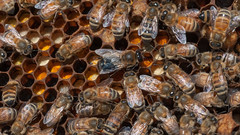 Anglų lietuvių žodynas. Žodis italian bee reiškia italijos bičių lietuviškai.