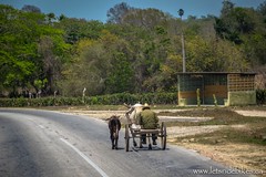 A man brings a calf to market; near San Francisco, Cuba
