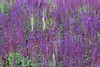 Botanischer Garten Berlin • <a style="font-size:0.8em;" href="http://www.flickr.com/photos/25397586@N00/19579916108/" target="_blank">View on Flickr</a>