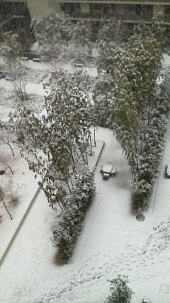 今年の雪景色です。竹林もある中庭はキレイ...