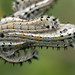 Caterpillar. Turk Mine, Zimbabwe