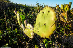 Cactus na Praia Grande, Parque Estadual Acaraí. • <a style="font-size:0.8em;" href="http://www.flickr.com/photos/39546249@N07/9386518717/" target="_blank">View on Flickr</a>