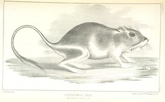 Anglų lietuvių žodynas. Žodis ord kangaroo rat reiškia skirtumas kengūros, žiurkės lietuviškai.
