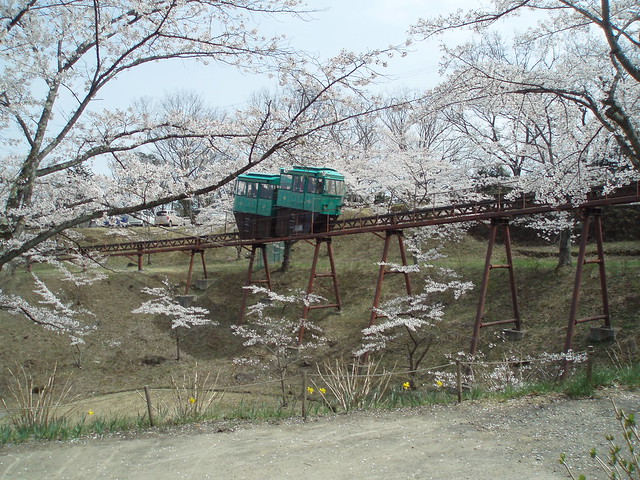 満開の桜を求めて船岡城址公園から角館、弘前城への写真