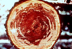 Anglų lietuvių žodynas. Žodis heartwood reiškia n branduolinė mediena, medžio šerdis lietuviškai.