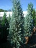 Witchita Blue Spruce • <a style="font-size:0.8em;" href="http://www.flickr.com/photos/101656099@N05/9837677106/" target="_blank">View on Flickr</a>