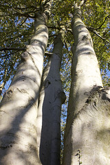 Beech trees in Sharphill Wood