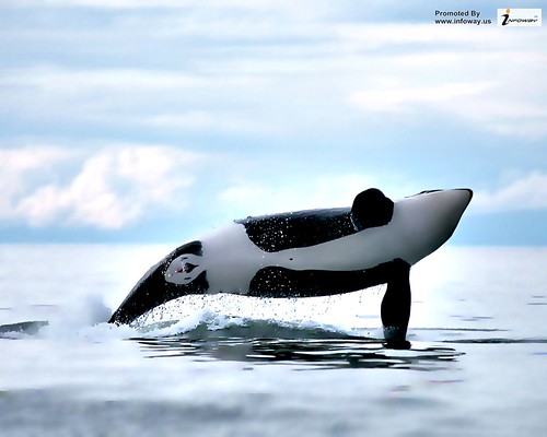 killer whale orca ocean hd wallpaper - a photo on Flickriver