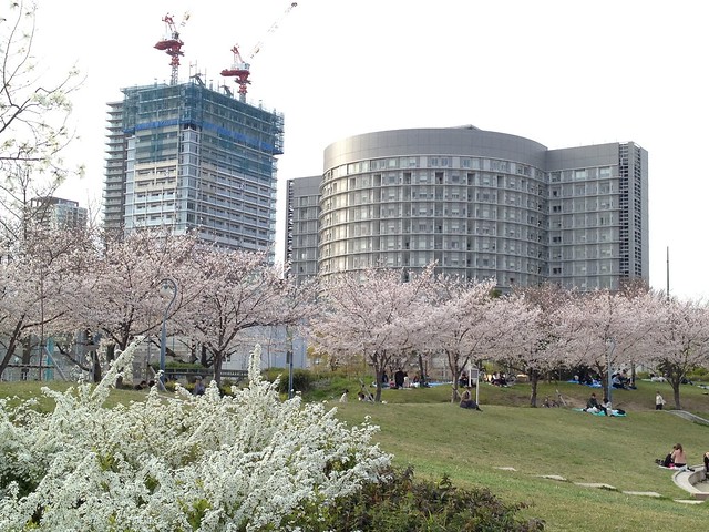 もうすぐ桜のシーズン。楽しみです。