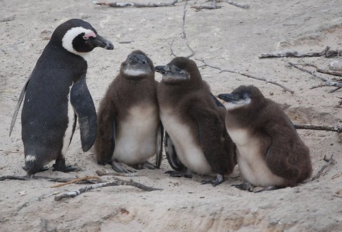 African Penguins • <a style="font-size:0.8em;" href="http://www.flickr.com/photos/106477439@N08/11197386563/" target="_blank">View on Flickr</a>