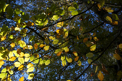 Beech leaves in the autumn at Sharphill