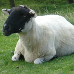English Countryside Sheep<a href="//farm4.static.flickr.com/3696/9790046026_a44562b085_o.jpg" title="High res">&prop;</a>
