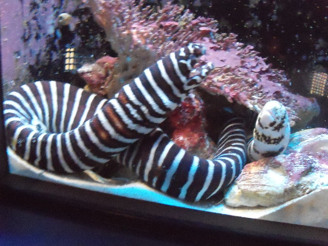 ウミヘビではありません。｜沖縄美ら海水族館