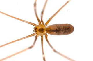 Female Long-bodied Cellar Spider