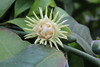 Eupomatia laurina - Botanischer Garten Berlin • <a style="font-size:0.8em;" href="http://www.flickr.com/photos/25397586@N00/19146972153/" target="_blank">View on Flickr</a>