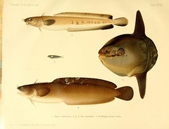 Anglų lietuvių žodynas. Žodis ocean sunfish reiškia vandenynas lietuviškai.