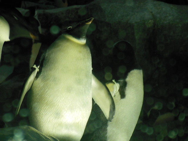 遠くを見ているような、りりしいペンギンもパシャリ。｜名古屋港水族館