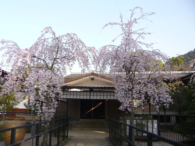 社務所前の桜｜厳島神社