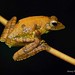 Kalakad Gliding Frog Rhacophorus calcadensis • <a style="font-size:0.8em;" href="http://www.flickr.com/photos/109145777@N03/10940945144/" target="_blank">View on Flickr</a>
