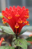 Scutellaria costaricana - Botanischer Garten Berlin • <a style="font-size:0.8em;" href="http://www.flickr.com/photos/25397586@N00/19581304969/" target="_blank">View on Flickr</a>