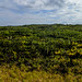 O Manto Verde do Parque Estadual Acaraí. • <a style="font-size:0.8em;" href="http://www.flickr.com/photos/39546249@N07/9539703441/" target="_blank">View on Flickr</a>