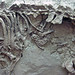 Pseudoprotoceras longinaris (fossil mammal with unborn fawn) (Chadron Formation, Upper Eocene; Chadronia Pocket, near Crawford, Nebraska, USA) 5