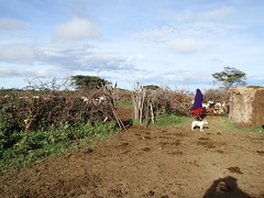 Serengeti - Massai home