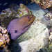 Eel • <a style="font-size:0.8em;" href="http://www.flickr.com/photos/44146977@N05/9392349719/" target="_blank">View on Flickr</a>