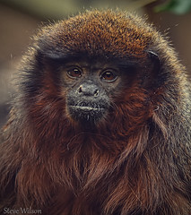 Red Titi Monkey (EXPLORE)