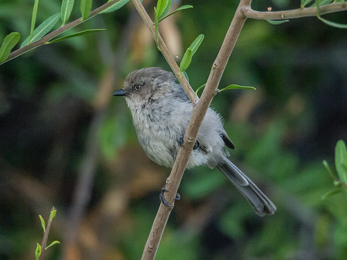 Bushtit Female • <a style="font-size:0.8em;" href="http://www.flickr.com/photos/59465790@N04/9627722286/" target="_blank">View on Flickr</a>
