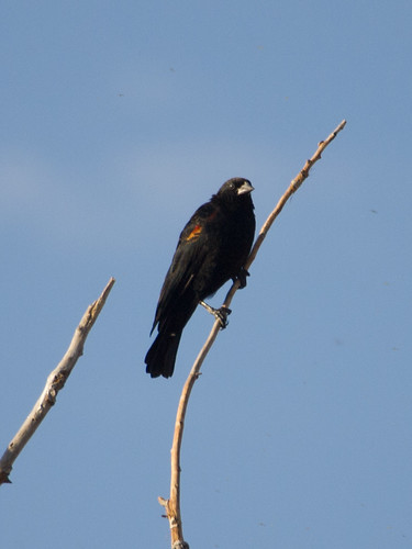 Red-winged Blackbird • <a style="font-size:0.8em;" href="http://www.flickr.com/photos/59465790@N04/9596169426/" target="_blank">View on Flickr</a>