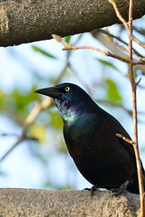 Anglų lietuvių žodynas. Žodis blackbird reiškia n juodasis strazdas lietuviškai.