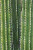 Neobuxbaumia euphorbioides - Botanischer Garten Berlin • <a style="font-size:0.8em;" href="http://www.flickr.com/photos/25397586@N00/19579889878/" target="_blank">View on Flickr</a>