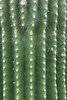 Neobuxbaumia polylopha - Botanischer Garten Berlin • <a style="font-size:0.8em;" href="http://www.flickr.com/photos/25397586@N00/19767911165/" target="_blank">View on Flickr</a>