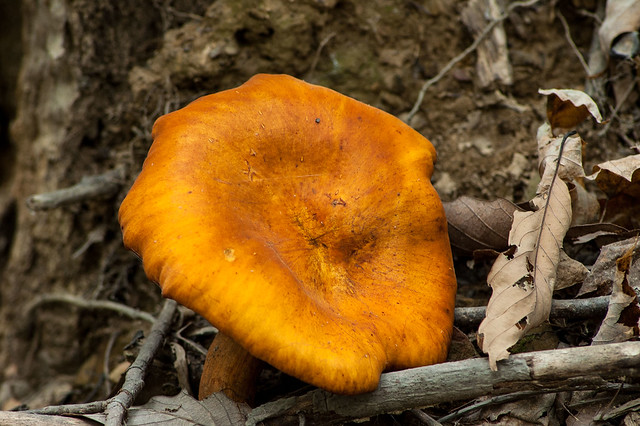 Yellowwood State Forest - October 2013