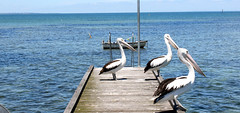 Pelicans • <a style="font-size:0.8em;" href="http://www.flickr.com/photos/89972965@N03/11337633453/" target="_blank">View on Flickr</a>