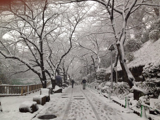 東京とは思えないほどの雪景色になっていま...
