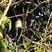 Pássaros do Parque Estadual Acaraí • <a style="font-size:0.8em;" href="http://www.flickr.com/photos/39546249@N07/9379860488/" target="_blank">View on Flickr</a>