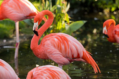 American Flamingo • <a style="font-size:0.8em;" href="http://www.flickr.com/photos/65051383@N05/9755383431/" target="_blank">View on Flickr</a>