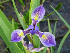Anglų lietuvių žodynas. Žodis iris reiškia n 1) bot. vilkdalgis; 2) (akies) rainelė lietuviškai.