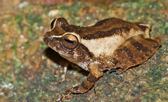 Raorchestes johncee_Sandeep Das • <a style="font-size:0.8em;" href="http://www.flickr.com/photos/109145777@N03/13933237565/" target="_blank">View on Flickr</a>