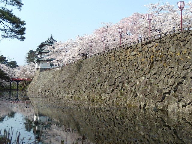お城の裏側のお濠に映える桜です。｜弘前公園