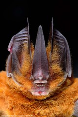 Murcielago Orejudo dorado /Common Sword-nosed Bat