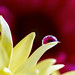 Yellow Petals with Dewdrop • <a style="font-size:0.8em;" href="http://www.flickr.com/photos/124671209@N02/33032752964/" target="_blank">View on Flickr</a>