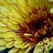 macro_yellowflower01 • <a style="font-size:0.8em;" href="http://www.flickr.com/photos/38993295@N08/10513716533/" target="_blank">View on Flickr</a>