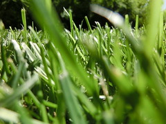 Grass / Gras