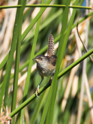 Marsh Wren • <a style="font-size:0.8em;" href="http://www.flickr.com/photos/59465790@N04/9596173662/" target="_blank">View on Flickr</a>