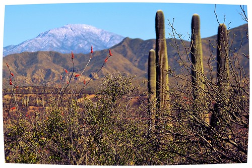 Flora en Desierto Frío - a photo on Flickriver