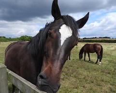 Anglų lietuvių žodynas. Žodis horses reiškia arkliai lietuviškai.